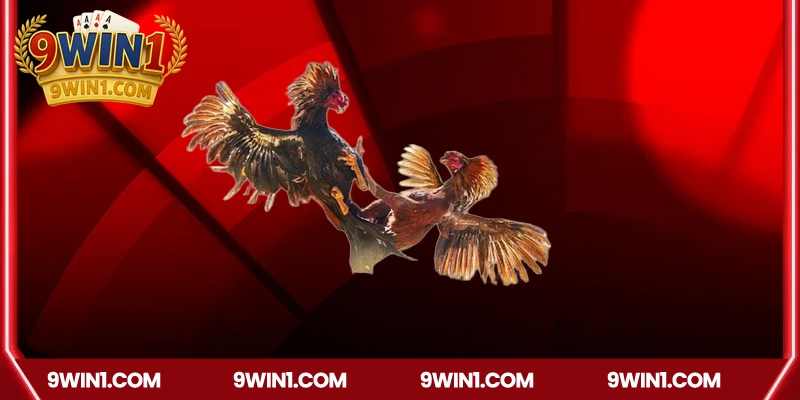 Bí quyết gia tăng cơ hội thắng cược đá gà 9win