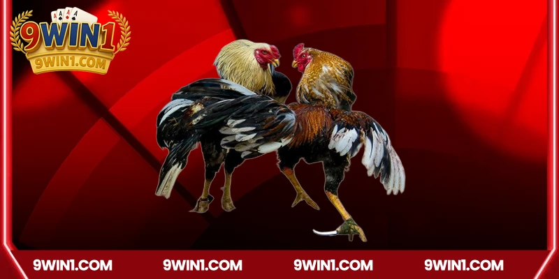 Các loại hình đá gà hấp dẫn có tại 9win