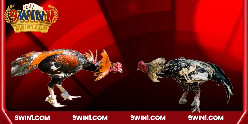 Cách xem trực tiếp đá gà Thái trên nền tảng 9win