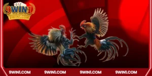 Trải nghiệm đá gà trên mạng trực tiếp là gì
