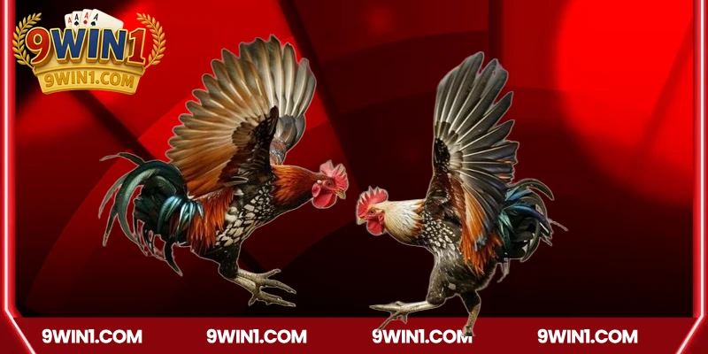 Trải nghiệm độc đáo khi tham gia đá gà tại 9win