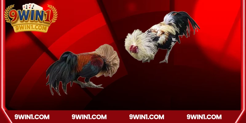 Ưu điểm khi chơi đá gà trực tuyến 9win