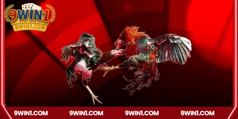 Ưu điểm nổi bật khi chơi đá gà 9win